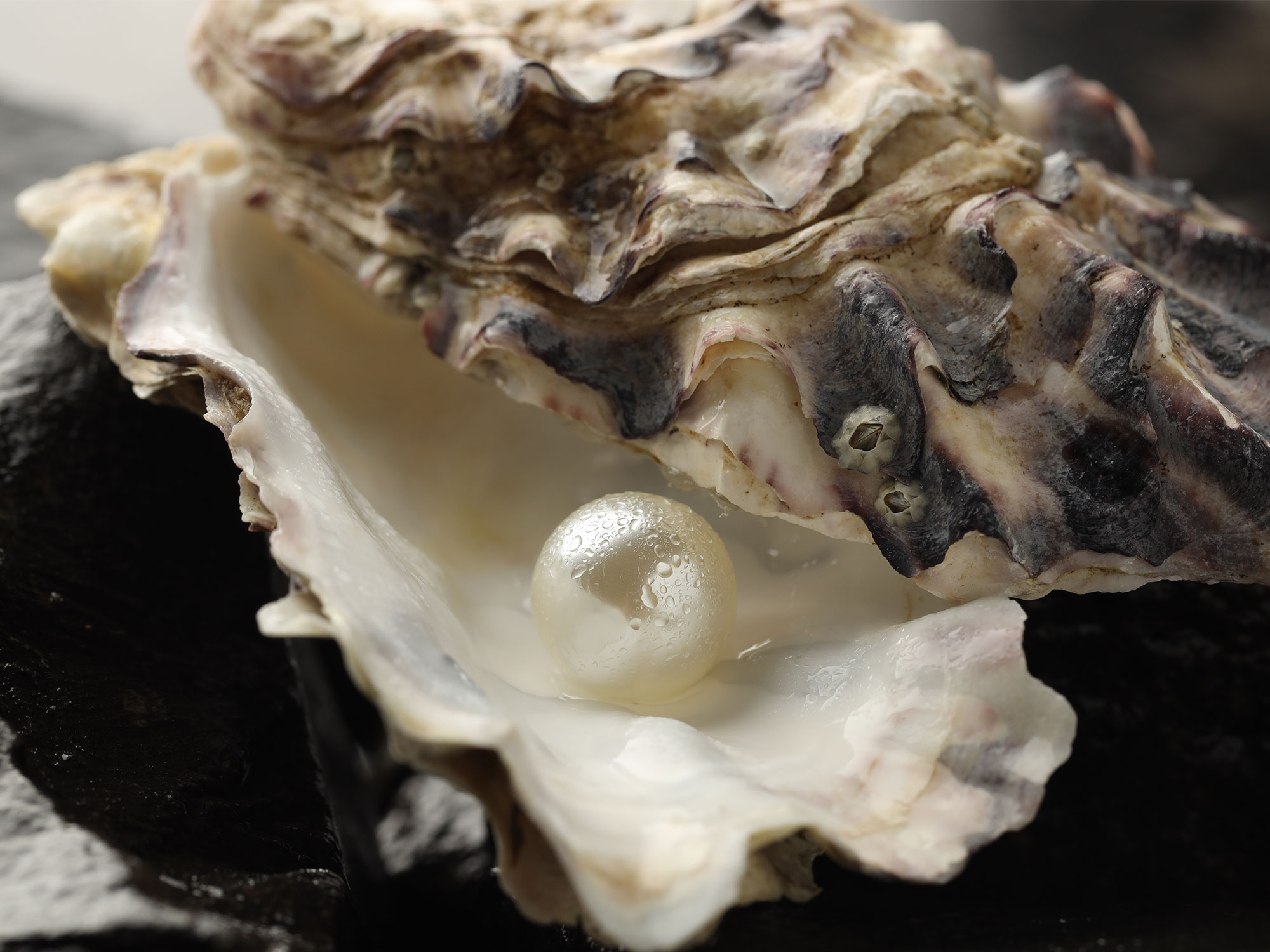 How a Broome Pearl Farm Sustains an Ancient Industry