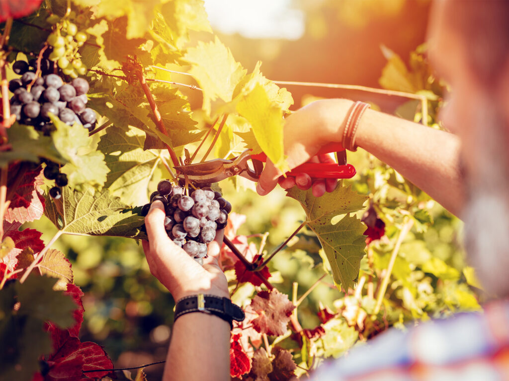 The pure wine: How independent makers champion low-intervention agriculture