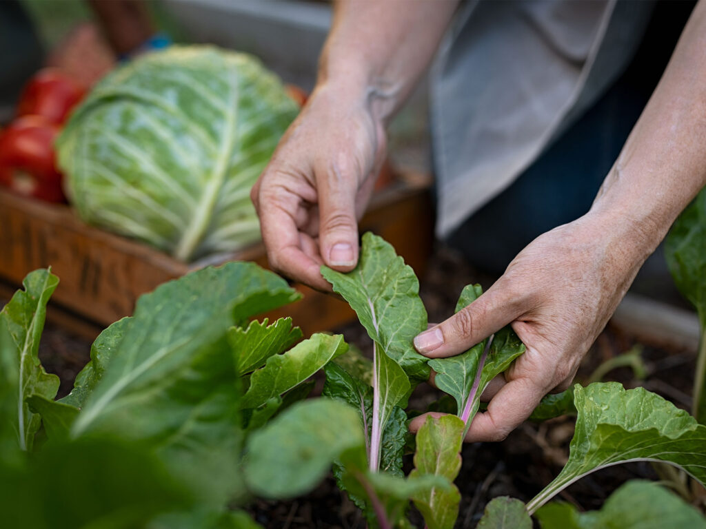 Cultivating community: The market gardener feeding a town