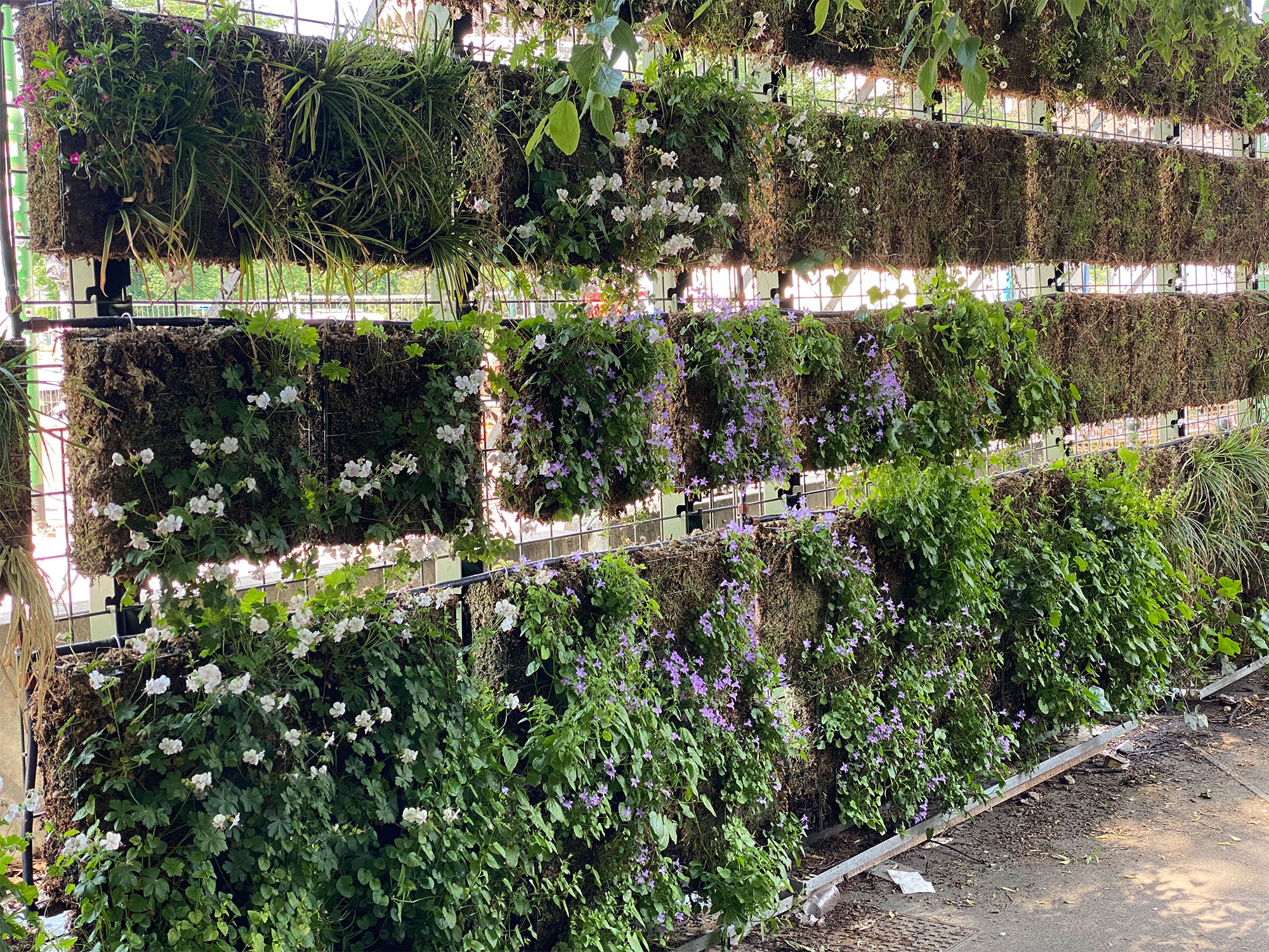 The rise of vertical gardens and urban greening across Brisbane